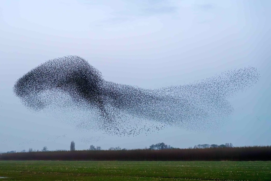 vogels werken samen