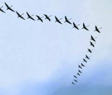 vogelvlucht
